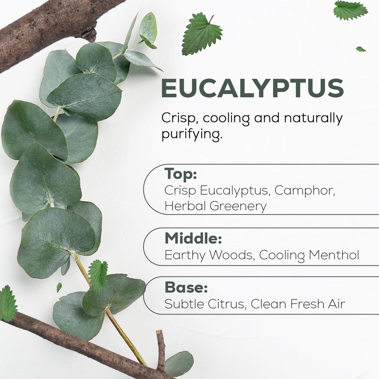 Eucalyptus scent profile graphic featuring crisp, cooling, and naturally purifying notes of camphor, herbal greenery, earthy woods, menthol, and subtle citrus for a clean fresh air experience
